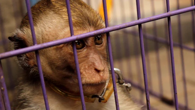 Infant long-tailed macaque in captivity, Indonesia; Action for Primates