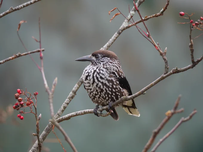 Spotted Nutcracker