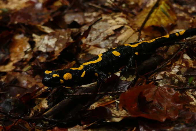 Fire Salamander