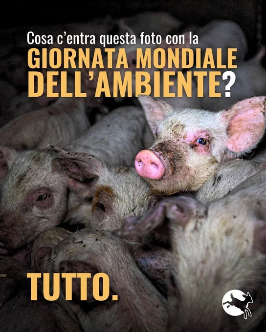 Suinetti in allevamento intensivo, si legge: cosa c'entra questa foto con la giornata mondiale dell'ambiente? tutto.