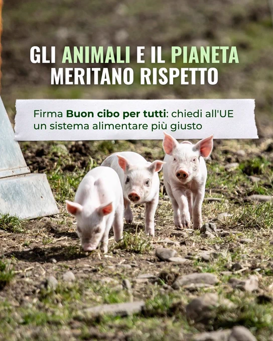 Suinetti al pascolo. Si legge: Gli animali e il pianeta meritano rispetto. Firma 'Buon cibo per tutti': chiedi all'UE un sistema alimentare più giusto.