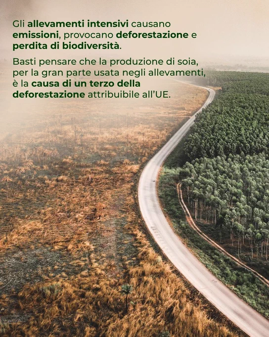 Foto aerea in cui si vede area disboscata. Si legge: Gli allevamenti intensivi causano emissioni, provocano deforestazione e perdita di biodiversità. Basti pensare che la produzione di soia, per la gran parte usata negli allevamenti, è la causa di un terzo della deforestazione attribuibile all’UE.