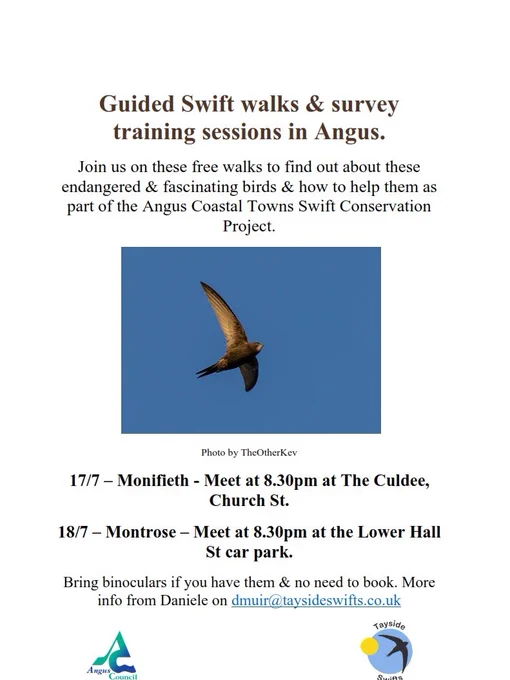 Poster for guided swift walks and survey training sessions in Angus, featuring a swift in flight.