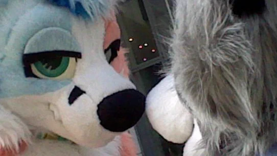 Blorange fox staring into a grey wolfdogs eyes in a classic staring competition 
