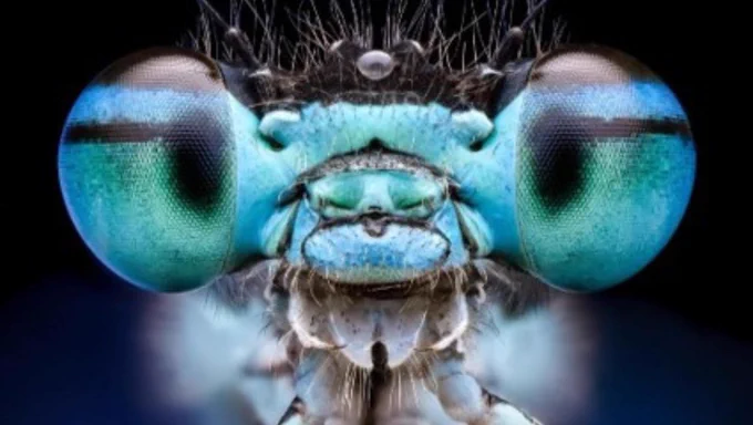 Extreme macro close-up of an insect’s face, showing two large, iridescent blue-green compound eyes on either side, a textured teal mouth area with small mandibles, and fine hair-like structures and antennae above. The background is dark, making the vivid colours and intricate details of the insect’s head stand out.