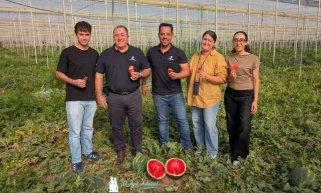 En Almería son dos los socios de Anecoop que participan en su programa de sandía para procesado, como son Coprohníjar y Ecoinver. Visitamos a esta última para conocer en una finca de El Ejido cómo es el segmento de la sandía ultrafirme, es decir, aquella que se dirige a los canales de la IV gama. Se trata de un mercado novedoso.

