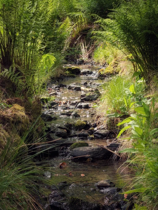 A narrow, shallow stream flows directly towards the viewer through a dense, green glen. Large green ferns frame both sides of the water, catching warm sunlight from above. The stream bed is filled with dark, mossy stones and small pebbles, with the water surface reflecting patches of bright light. Tall grasses and leafy green foliage crowd the muddy banks. The overall mood is peaceful, fresh, and deeply quiet, capturing a secluded forest sanctuary on a sunny day.