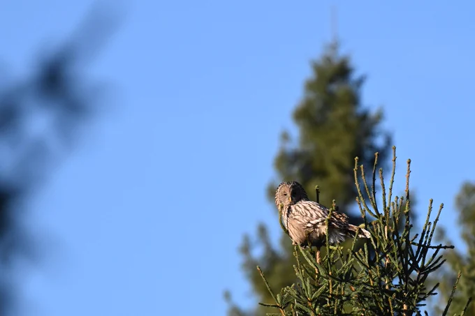 Ural Owl