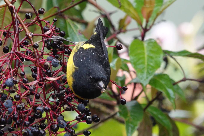 Yellow-bellied Siskin