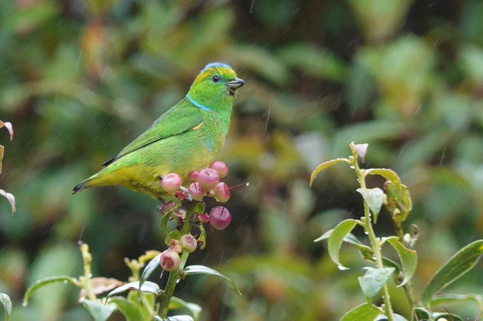Golden Browed Chlorophonia