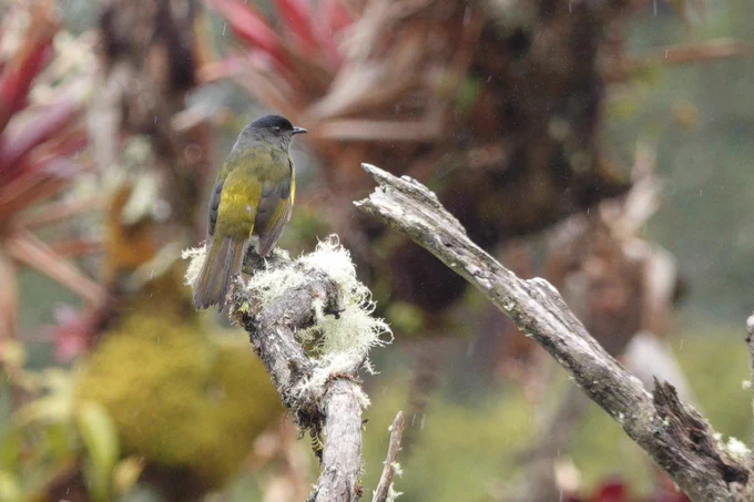 Black & Yellow Phainoptila