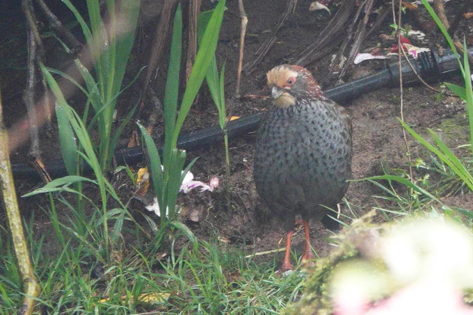 Buffy-crowned Wood Partridge