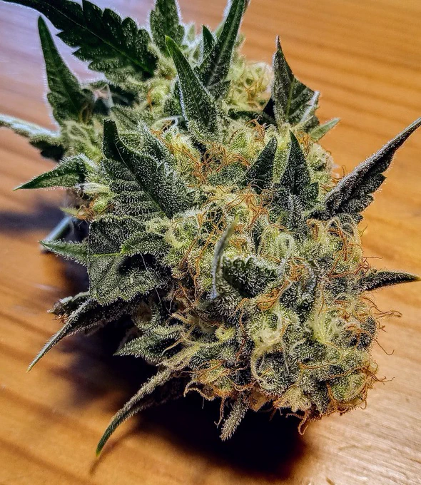 Eine Cannabis Blüte 