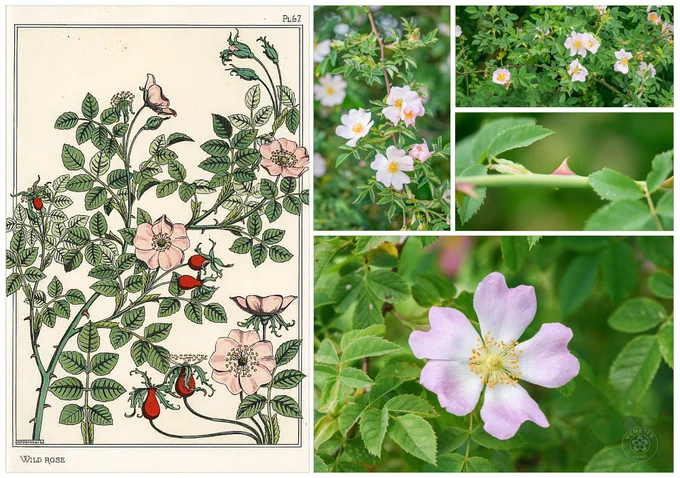 Collage celebrating the wild rose. A decorative lithograph of ‘Wild Rose’ by Maurice Pillard Verneuil from Eugène Grasset’s Plants and their Application to Ornament (1897) is shown alongside photographs of pale pink wild rose blossoms growing amongst green hedgerow foliage. A close-up reveals a thorn on a stem, and a larger image highlights a single flower with golden stamens.