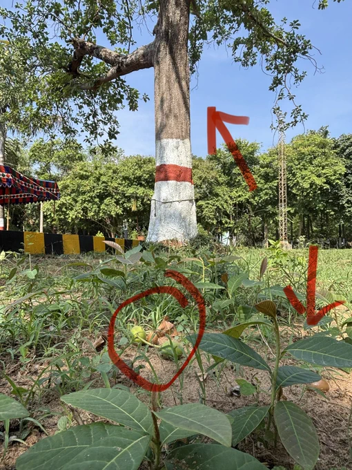 An image showing a large Mahua tree trunk marked with a red arrow, young green seedlings on the forest floor marked with another arrow, and fresh seeds circled in red."