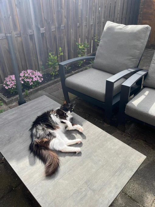 A black and white long-haired cat is lying stretched out and relaxed on a gray outdoor table in a sunlit patio area. The cat has a fluffy tail, white paws, and a white chest, with contrasting black fur covering its back and part of its face. The table is surrounded by two gray cushioned armchairs with black frames. In the background, there is a wooden fence with a small garden bed containing green plants and pink flowers. The scene is calm and bright, capturing a peaceful moment in the outdoor space. (Description by ChatGPT/JAWS)