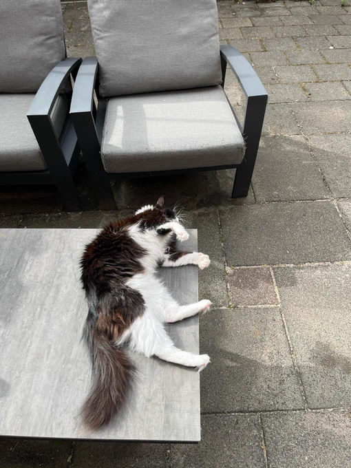 A fluffy black and white cat lying stretched out and relaxed on a wooden table, with its soft fur and bushy tail prominently visible. The cat appears calm and comfortable, basking peacefully in an outdoor patio setting with gray cushioned chairs and stone paving in the background. (Description by ChatGPT/JAWS)