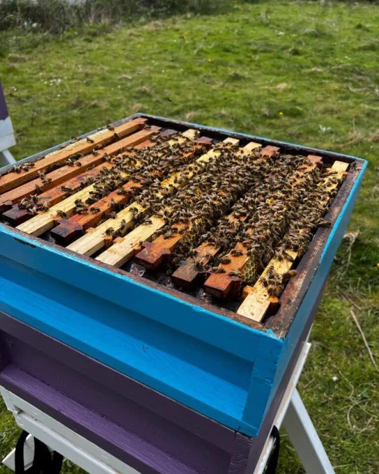 A close-up of a colourful beehive teeming with bees on wooden frames, set in a green grassy field.