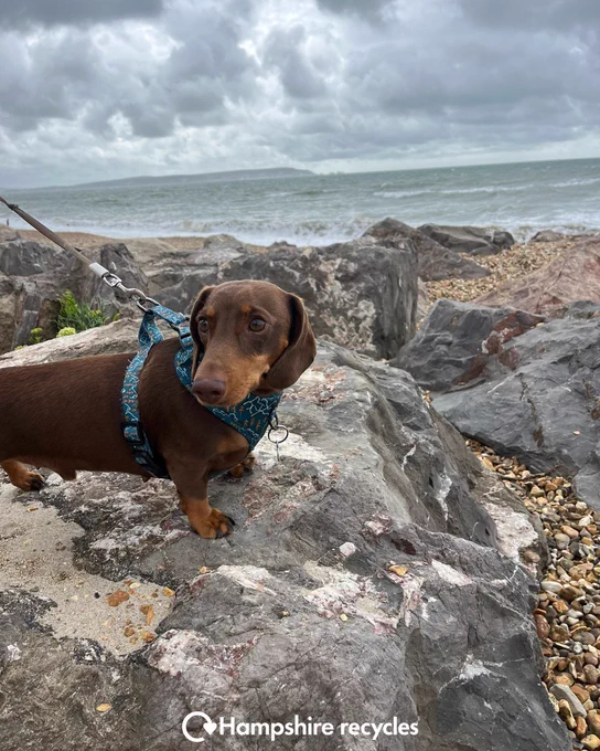 Photo of Louis the light brown sausage dog stood on grey rocks at the beach in front of grey sky and the sea. White Hampshire Recycles logo in bottom centre.