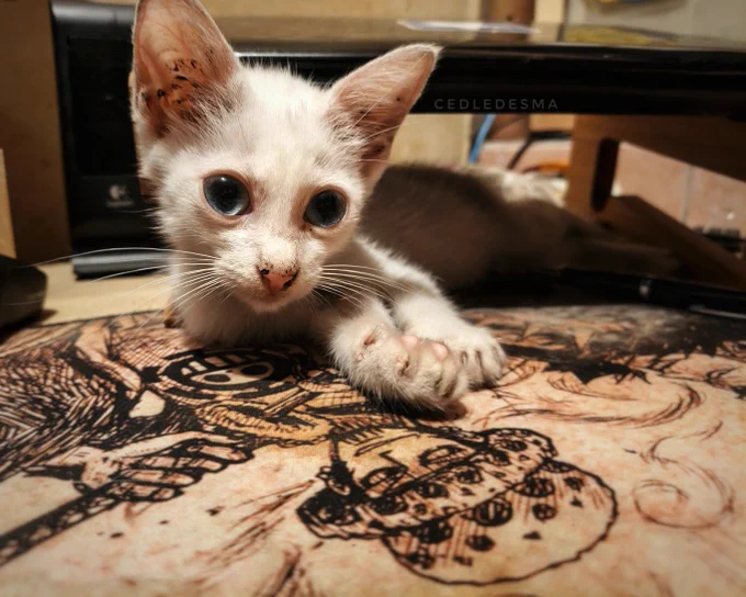 A white kitten is resting on top of a desk.