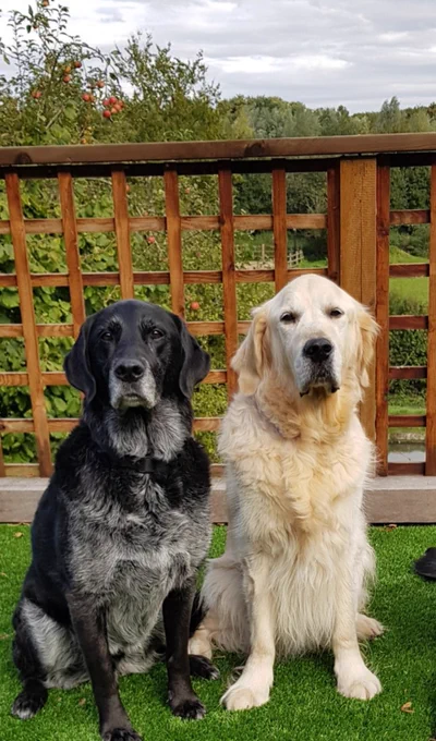 Guide dog Sammy sitting next to golden retriever Ted on the lawn