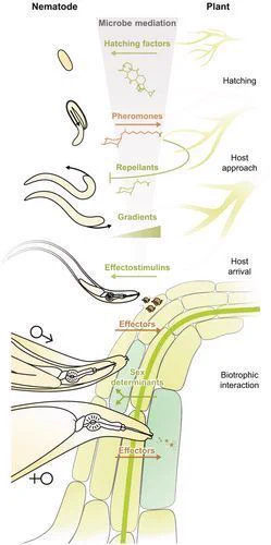 Fig. 1 Cross-kingdom communication between plants and parasitic nematodes.