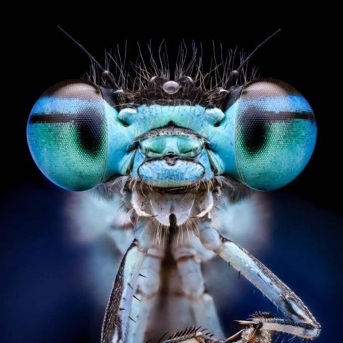 Stunning close-up detailed photo of a colourful ant.