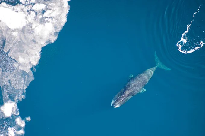 An aerial view of a bowhead whale swimming near sea ice. By the time bowhead whaling was abandoned around 1914, there were likely fewer than 4,000 left. (Vicki Beaver/Alaska Fisheries Science Center)