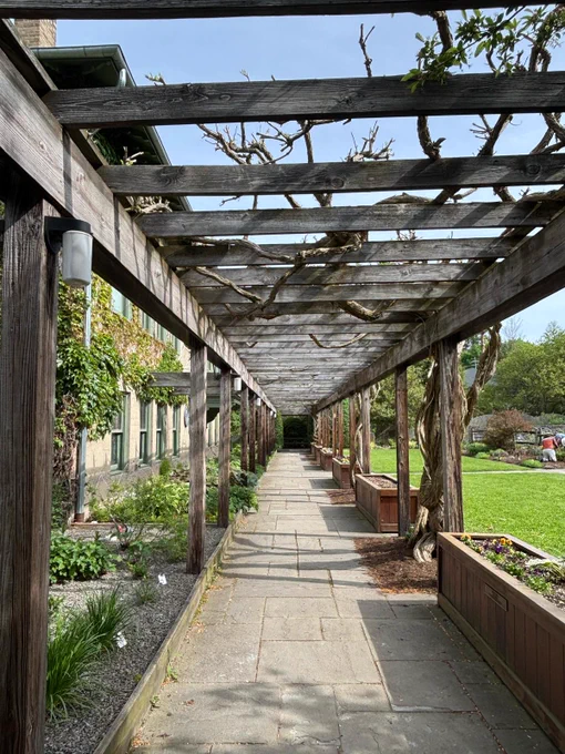 A wooden pergola walkway lined with garden beds and climbing vines creates a shaded passage beside an ivy-covered building on a sunny day.