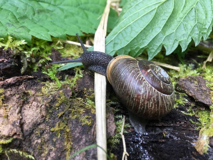Gros plan d’un escargot-forestier de l’Oregon sur un sol forestier moussu, se déplaçant sur du bois en décomposition et parmi des feuilles vertes.