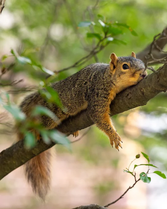 A squirrel lies on a tree branch surrounded by green leaves.
