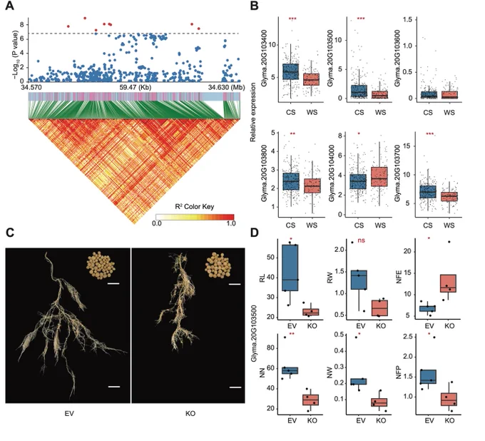 Expression and functional analysis of the candidate region on chromosome 20 associated with nitrogen fixation efficiency. 
(A) Scatter plot showing SNP association signals within the candidate region on Chr20. (B) Expression patterns of six genes within the candidate region comparing cultivated (CS) and wild soybean (WS) accessions. (C) Root and nodule phenotypes at 28 days after inoculation following CRISPR-Cas9 hairy root transformation. (D) Quantification of six traits, including root length (RL), nodule number (NN), root weight (RW), nodule weight (NW), nitrogen fixation efficiency (NFE), and nitrogen fixation activity per plant (NFP), in empty vector (EV) and knockout (KO) samples.
