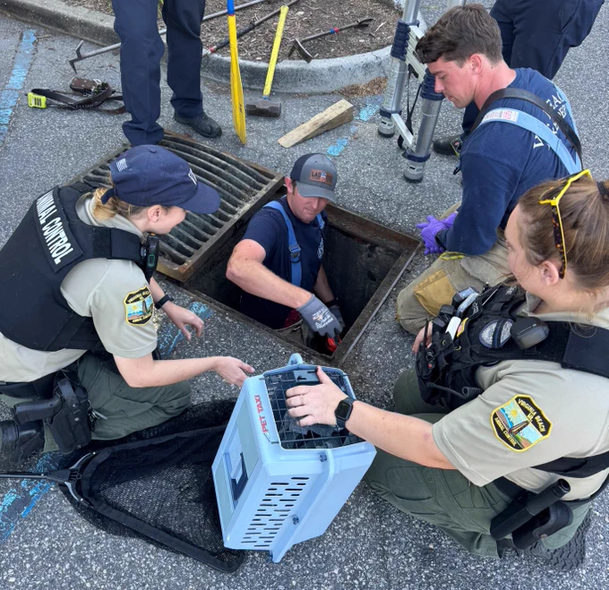 Rescue workers gather around a storm drain. One person is inside the drain, and others assist from above. They are using tools and a blue pet carrier. Badges and uniforms are visible.