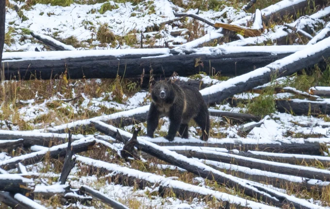 A single grizzly bear stands among snow-covered logs.