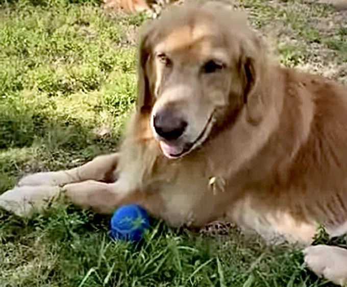 Guac lays in the grass with a cute smile on his face with squinty eyes, a blue BOL laying by his left leg.