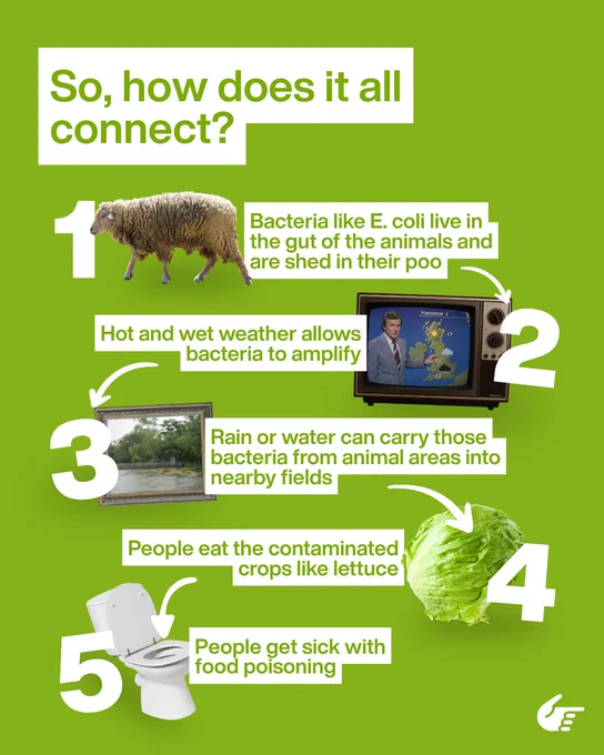 So, how does it all connect?
1
Bacteria like E. coli live in the gut of the animals and are shed in their poo
2
Hot and wet weather allows bacteria to amplify
3
Rain or water can carry those bacteria from animal areas into nearby fields
4
People eat the contaminated crops like lettuce
5
People get sick with food poisoning