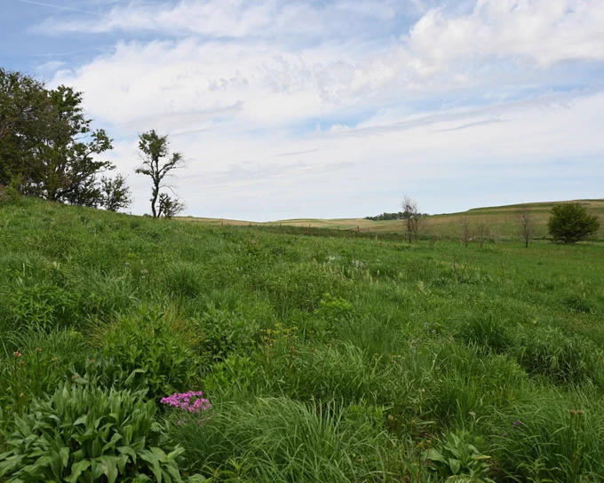 Prairie habitat with agricultural fields in the background.