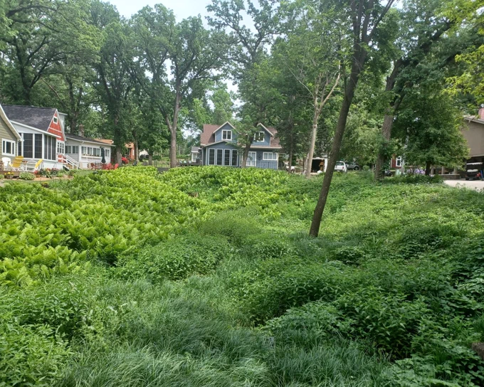 Native landscaping in an suburban neighborhood used to reduce stormwater runoff and improve water quality.