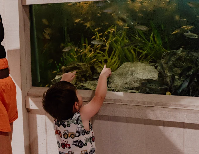 A young child points at fish inside an aquarium, with a person standing nearby. The aquarium contains rocks, plants, and several fish.
