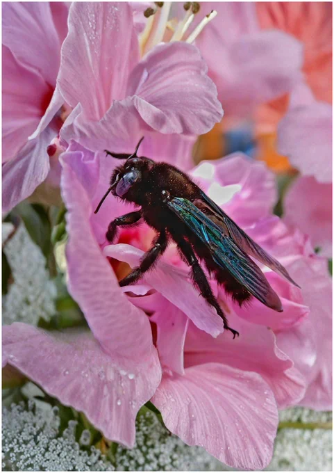 Violet Carpenter Bee on a pink flower