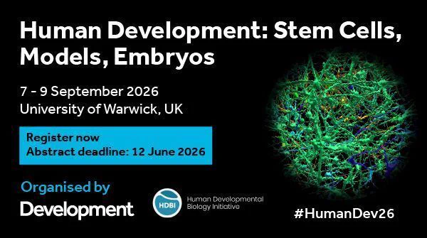 Promotional banner for the event ‘Human Development: Stem Cells, Models, Embryos,’ taking place 7–9 September 2026 at the University of Warwick, UK. A blue box highlights ‘Register now. Abstract deadline: 12 June 2026.’ Logos for Development and the Human Developmental Biology Initiative appear below. On the right is a colourful spherical microscopy-style image resembling a dense network of cells. The hashtag #HumanDev26 appears at the bottom right.