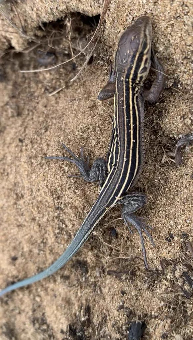A small lizard with a long, slender tail and distinctive striped patterns rests on sandy soil. The stripes are light against a darker brown body.