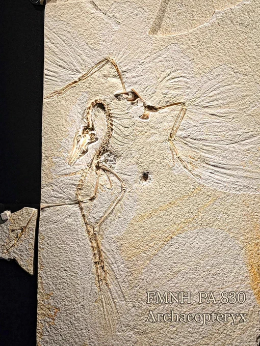 FMNH PA 830 - Archaeopteryx lithographica