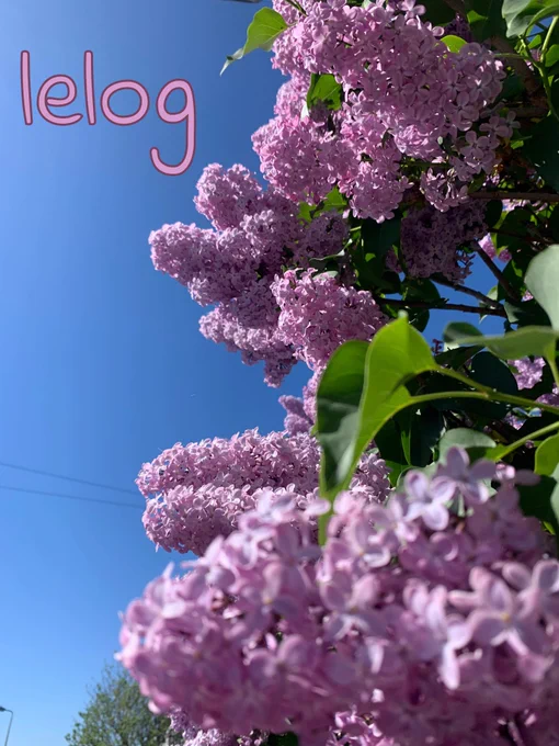 Blodau'r goeden lelog, ac awyr las y tu cefn. / The flowers from the lilac tree and a blue sky in the background.