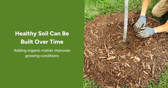 hands applying mulch donut to newly planted tree