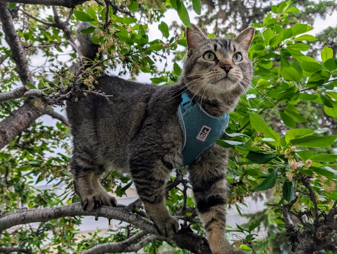 Figgy stands tall and proud on a branch in a tree. 