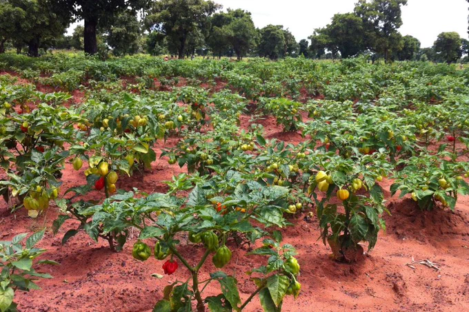A field of scotch bonnet chili peppers in Ghana.