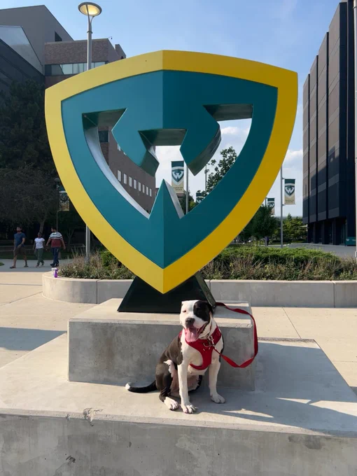 An American Staffordshire Terrier poses by the Wayne State University W Shield sculpture.