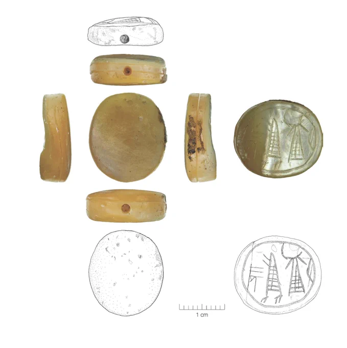 multiple angles of view on a shell seal from above, with drawings below. Credit: Ido Koch; photograph by Sasha Flit, drawing by Ulrike Zurkinden.