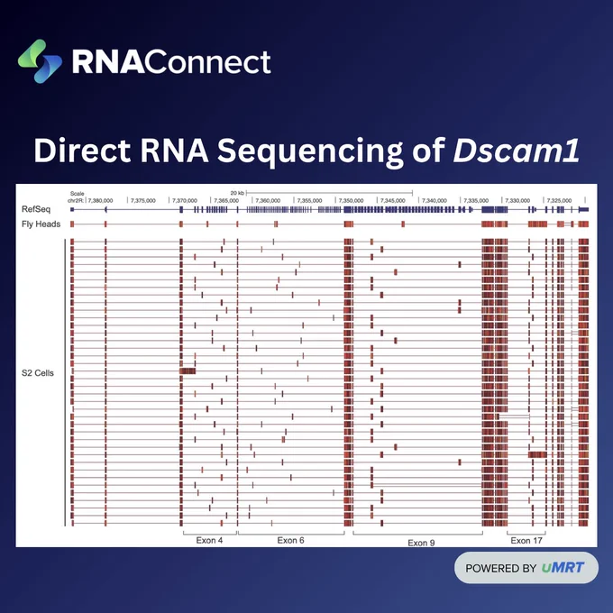 Direct RNA Sequencing of Dscam1 using UltraMarathonRT by RNAConnect